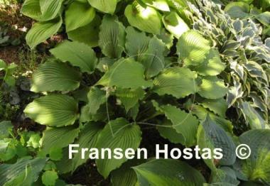 Hosta Donahue Piecrust