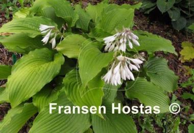 Hosta Donahue Piecrust