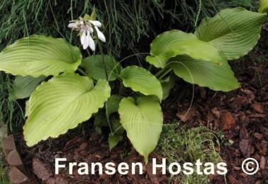 Hosta Donahue Piecrust