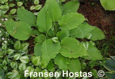Hosta Donahue Piecrust