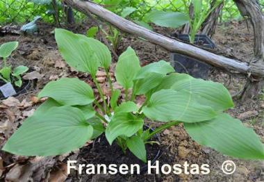 Hosta Donahue Piecrust