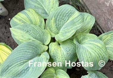 Hosta Dorothy Benedict