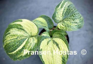 Hosta Dorothy Benedict