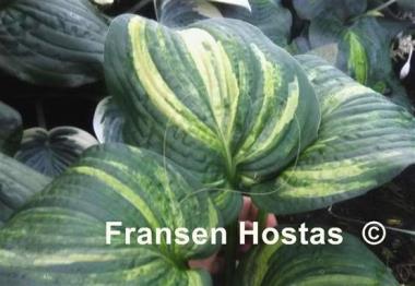 Hosta Dorothy Benedict