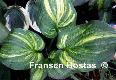 Hosta Dorothy Benedict