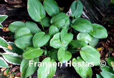 Hosta Dorothy