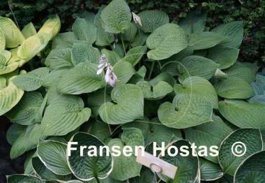 Hosta Dorothy