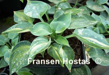 Hosta Dorset Blue Streaked