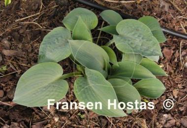 Hosta Dorset Blue