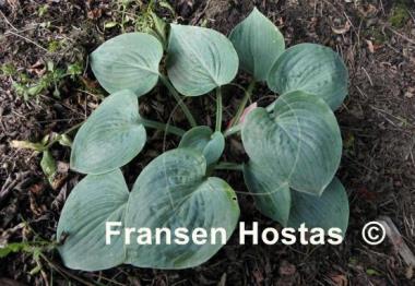 Hosta Dorset Blue