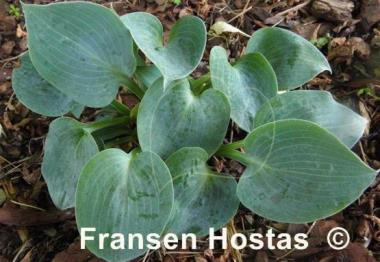 Hosta Dorset Blue