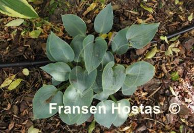 Hosta Dorset Blue