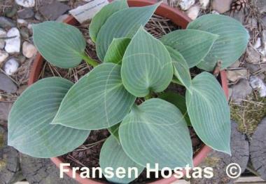 Hosta Dorset Blue