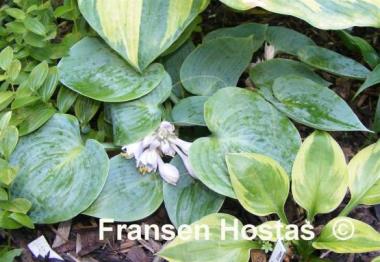 Hosta Dorset Blue