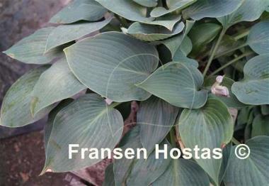 Hosta Dorset Charm
