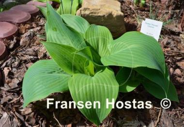 Hosta Dorset Charm