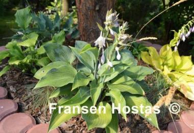 Hosta Dorset Charm