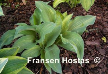 Hosta Dorset Clown