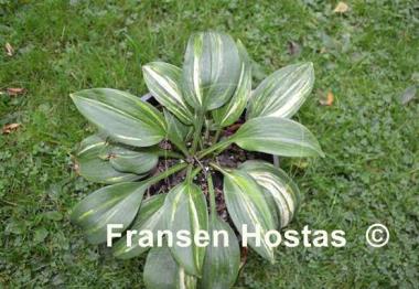 Hosta Dorset Clown