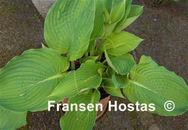 Hosta Double D Cup
