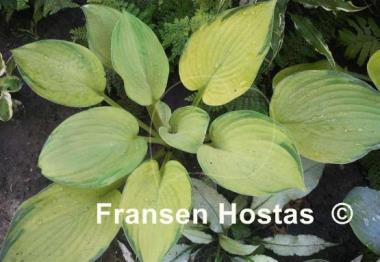Hosta Double D Cup