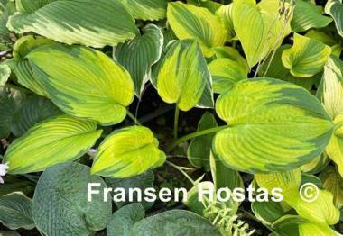 Hosta Double D Cup