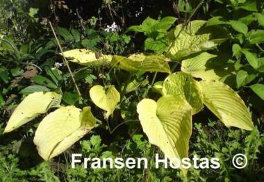 Hosta Doubloons