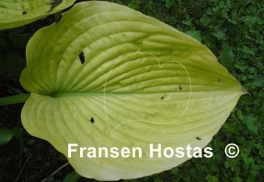 Hosta Doubloons