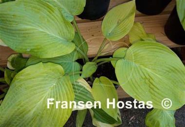 Hosta Doubloons