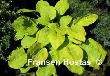 Hosta Doubloons