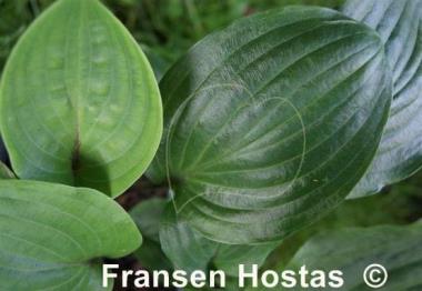 Hosta Dracula