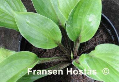 Hosta Dracula