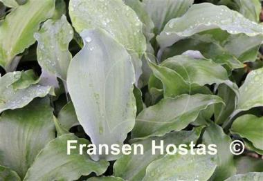 Hosta Dragon's Dream