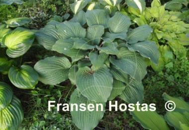 Hosta Dragon Fire