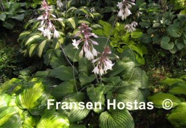 Hosta Dragon Fire
