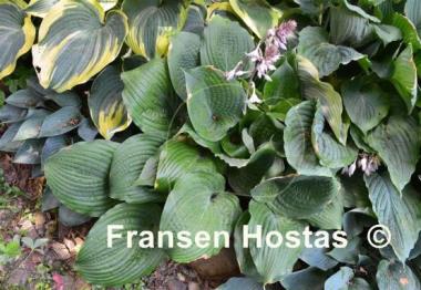 Hosta Dragon Fire