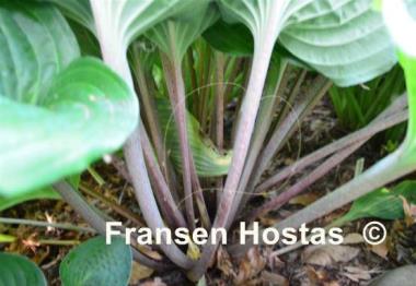 Hosta Dragon Fire