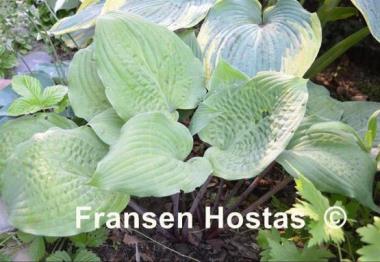 Hosta Dragon Fire