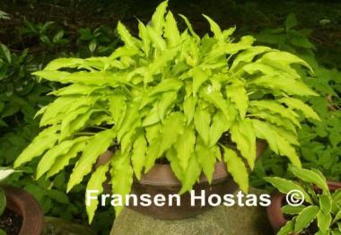 Hosta Dragon Tails