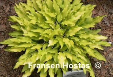 Hosta Dragon Tails
