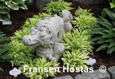 Hosta Dragon Tails