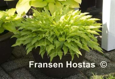 Hosta Dragon Tails