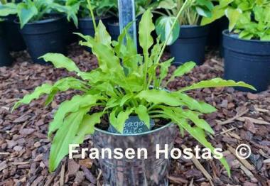 Hosta Dragon Tails