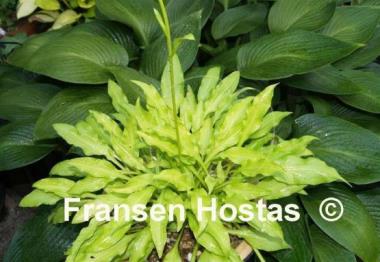 Hosta Dragon Tails