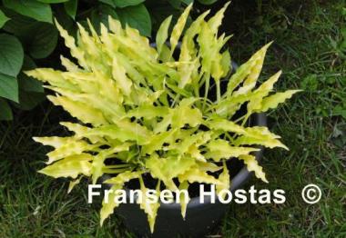 Hosta Dragon Tails