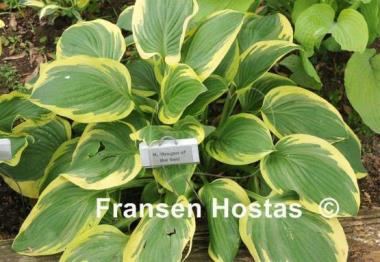 Hosta Dragon of the Seas