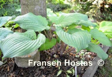 Hosta Dragon's Eye