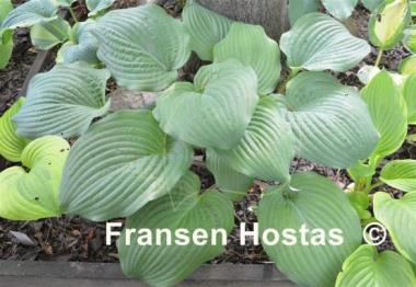 Hosta Dragon's Eye