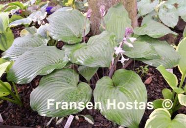 Hosta Dragon's Eye