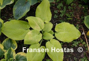 Hosta Drawn Butter